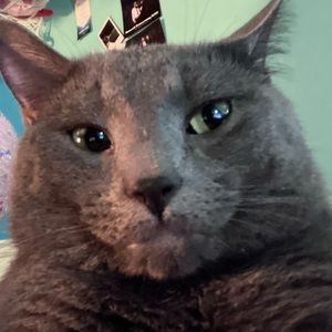 Meet your Posher, Isis